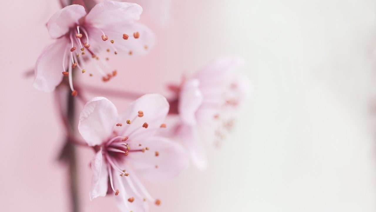 好きなmv Mol 74 エイプリル Edgy Life